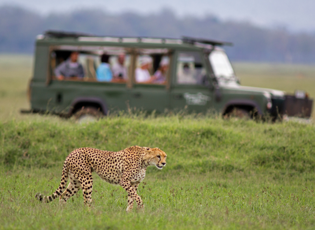 Majestic Kenya Safari group tour