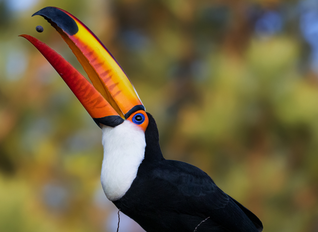 Manaus Amazon Add-on group tour